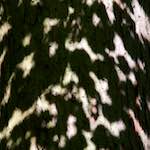 Image: Sixth image from the photoset 'zürich (ii)'.