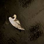 Image: Ninth image from the photoset 'zürich (iii)'.