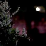 Image: Seventh image from the photoset 'montmartre (xv)'.