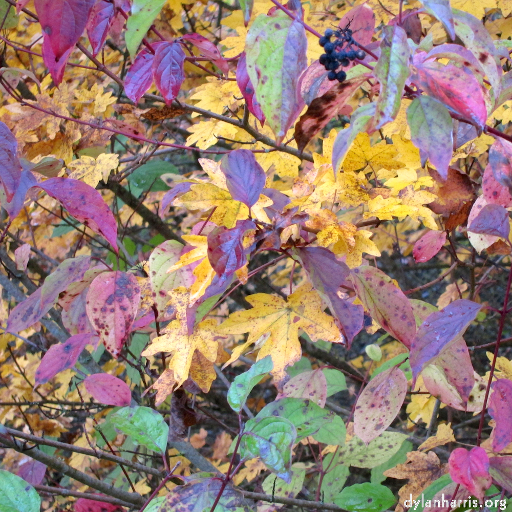 image: This is ‘
luxembourg (iv) 4
’.