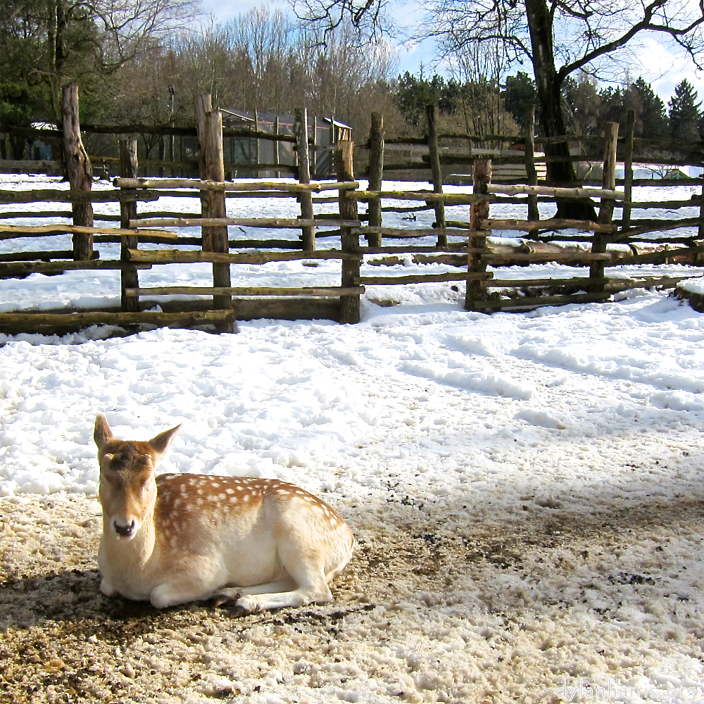 image: Image 'esch–sur–alzette (xx) 2', at Escher Déiereesch, head and torso of a doe.