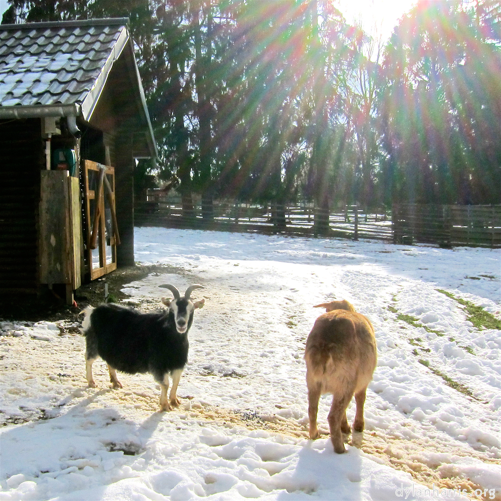 image: Image 'esch–sur–alzette (xx) 5', of daffodils.