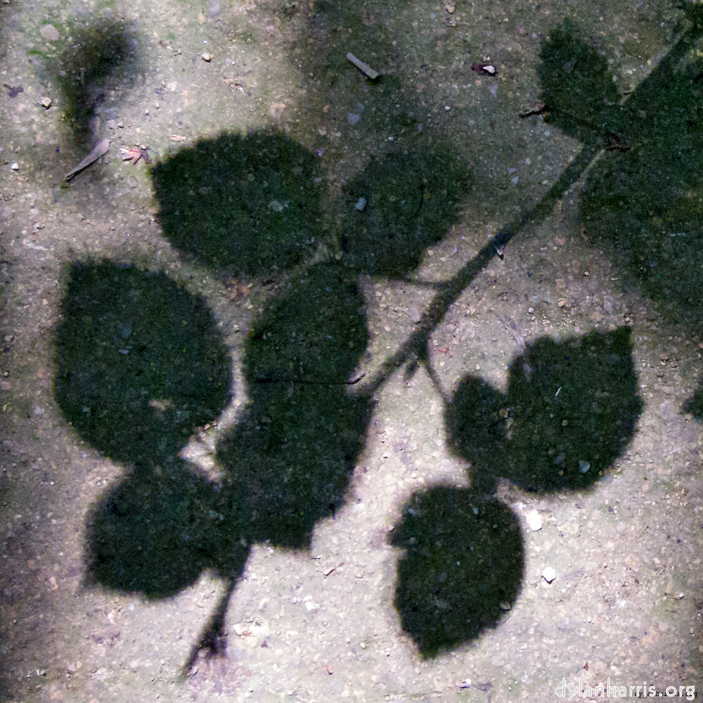 Image: Image 'parc (viii) 4'.