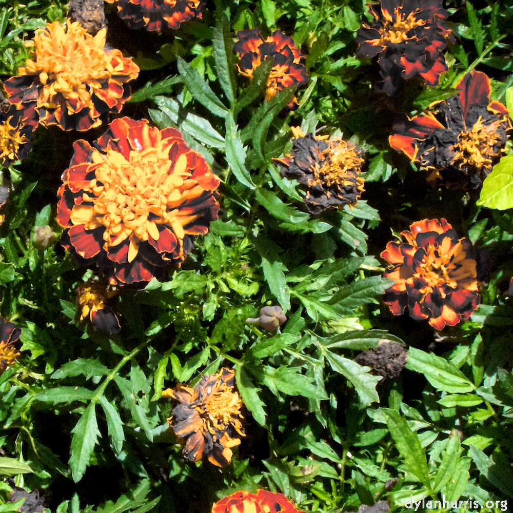 Image 'parc (viii) 5'.