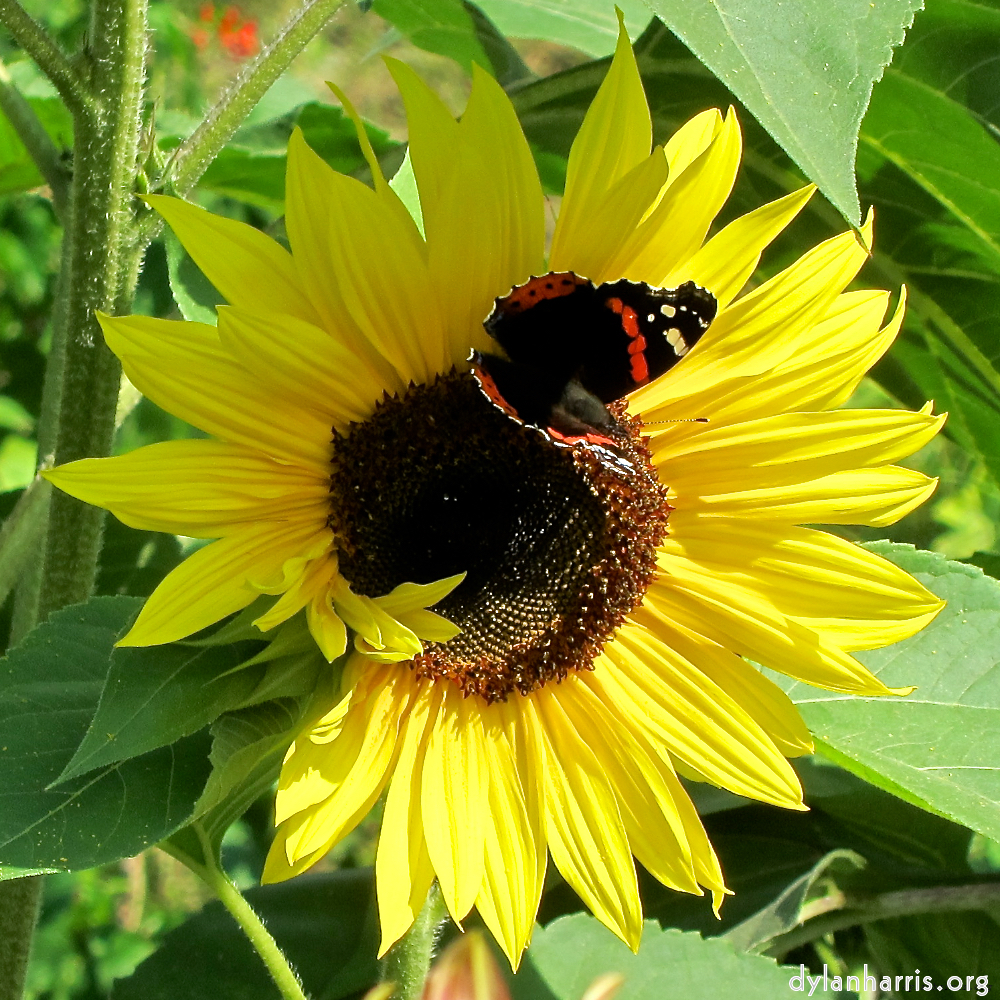 image: This is ‘
konscht am gronn (ii) 1
’.