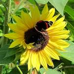 image: Image from the photoset ‘
konscht am gronn (ii)
’.