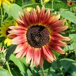 image: Image from the photoset ‘
konscht am gronn (ii)
’.