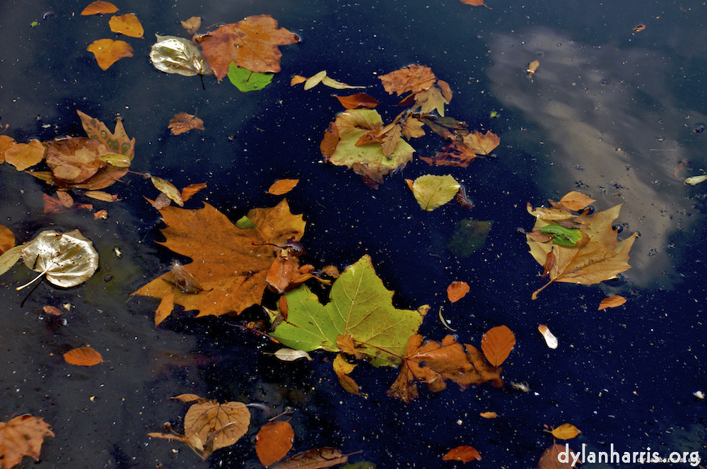 Image: Image 'leaf (iii) 4'.