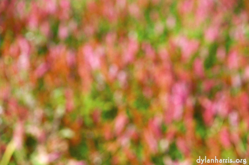 Image: Image 'leaf (iii) 5'.