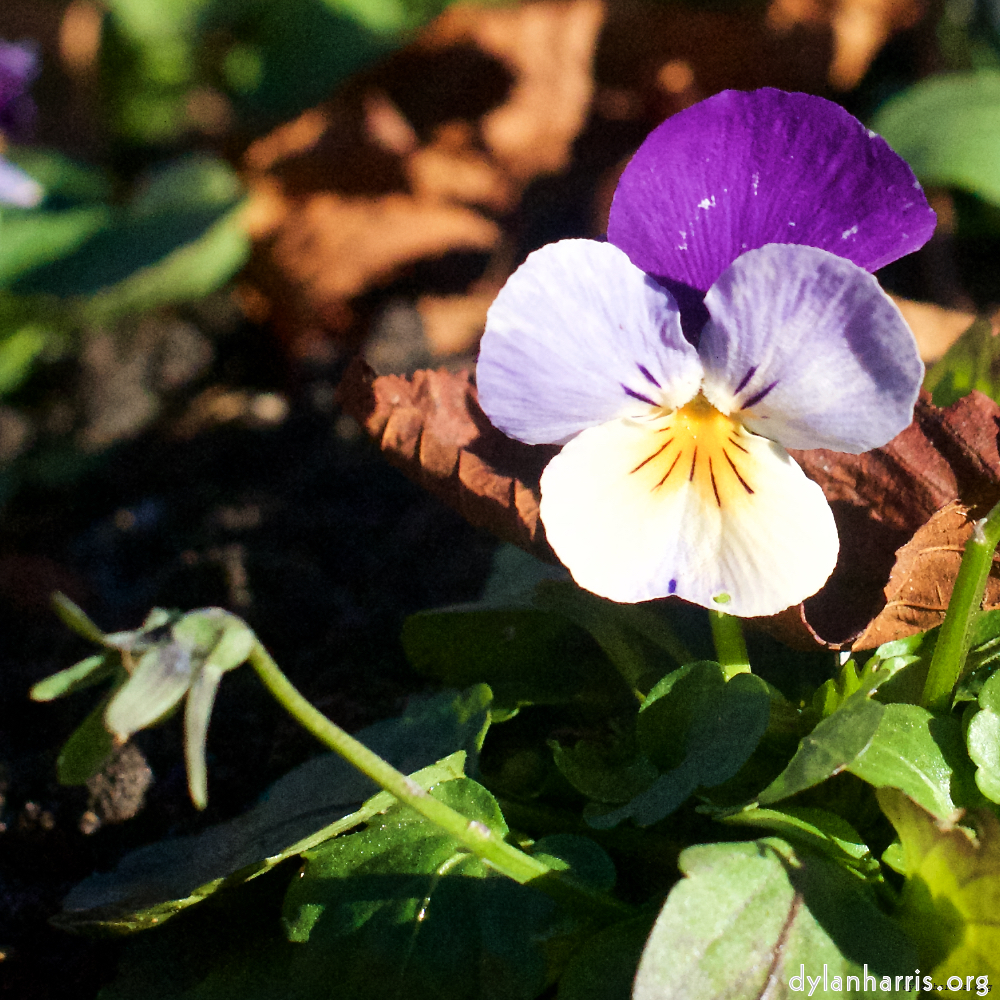 Image 'flower (xxxiii) 1'.