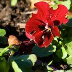 Third image from the photoset 'flower (xxxiii)'.