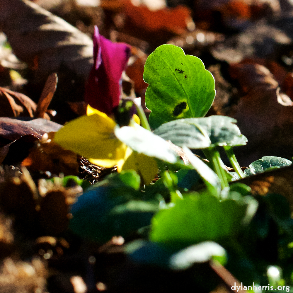 Image 'flower (xxxiv) 1'.