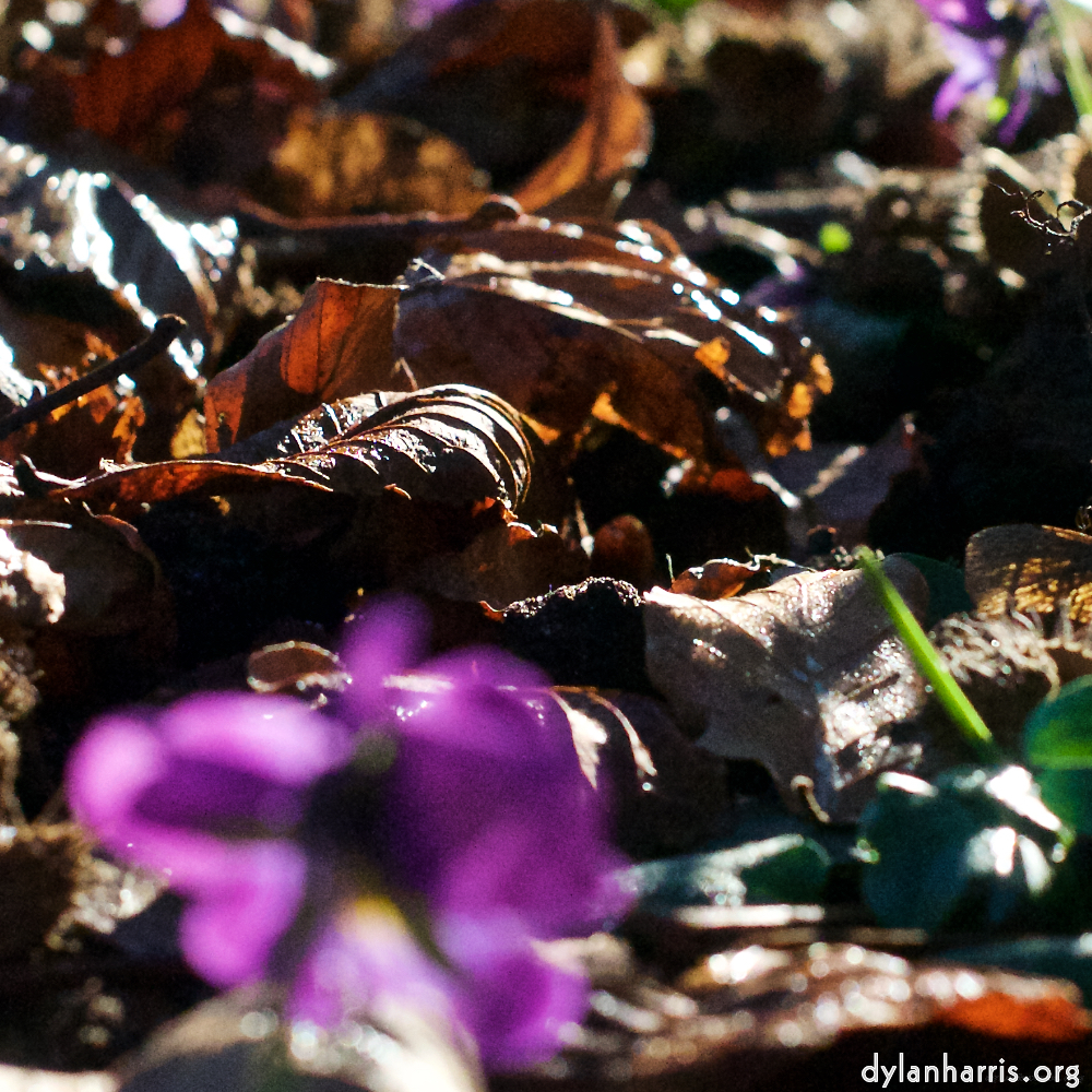 Image 'flower (xxxiv) 2'.