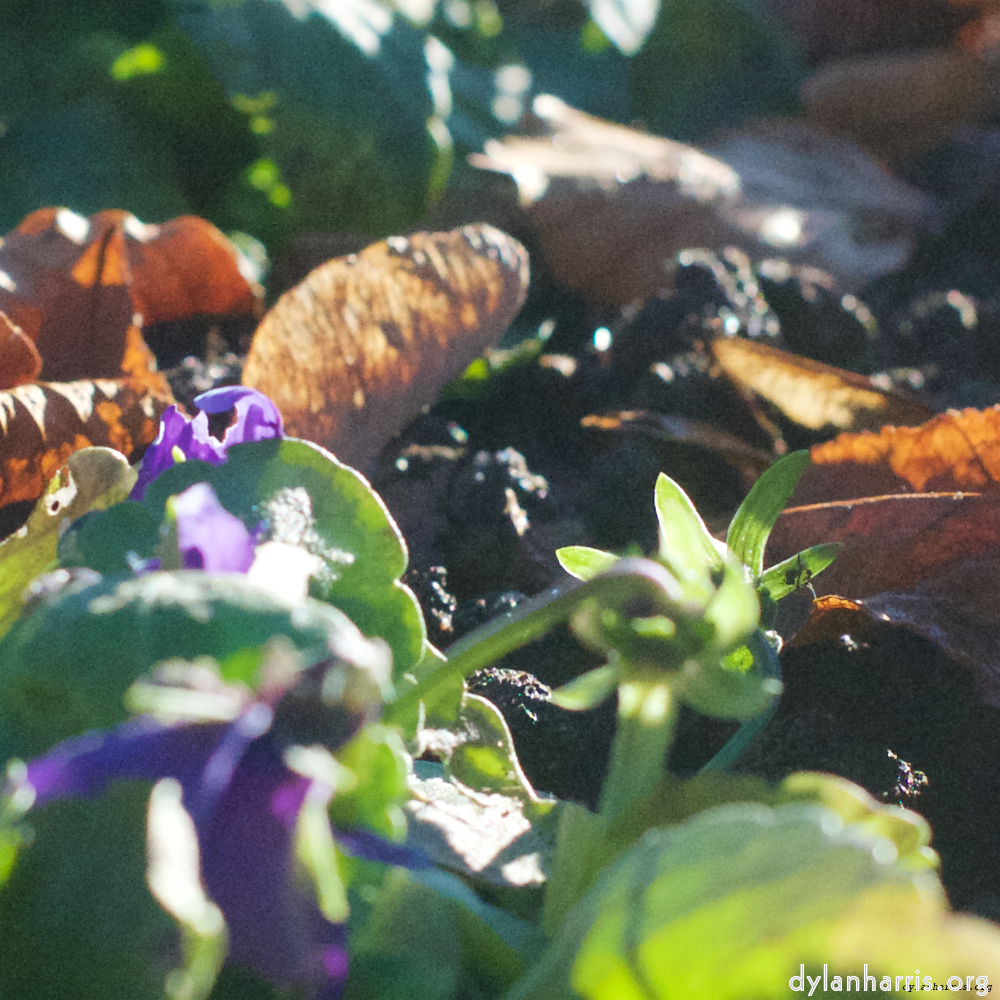 Image 'flower (xxxiv) 3'.