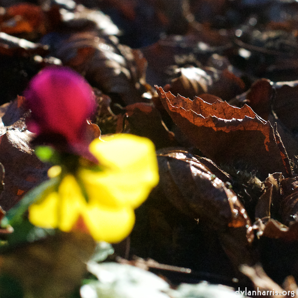 Image 'flower (xxxiv) 4'.