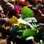 First image from the photoset 'flower (xxxiv)'.