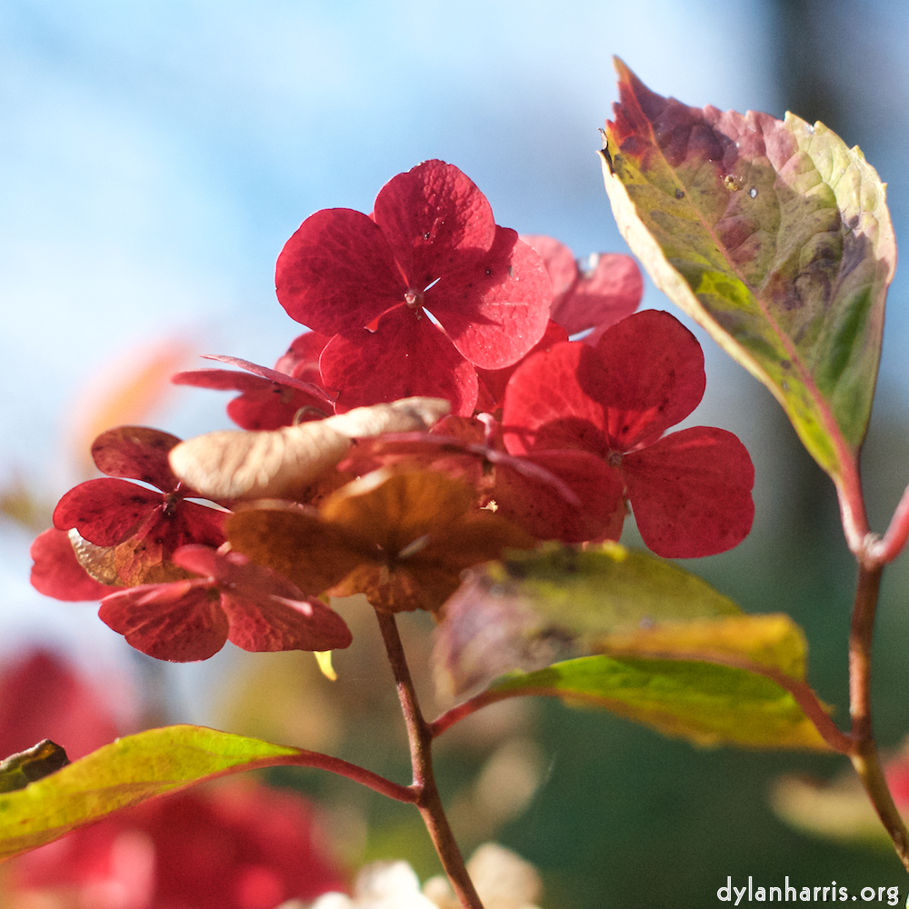 Image: Image 'escher blummen (i) 3'.