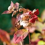 Image: First image from the photoset 'escher blummen (i)'.