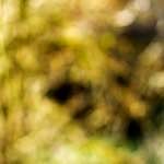 image: Image from the photoset ‘
wood (xx)
’.