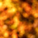 image: Image from the photoset ‘
wood (xx)
’.