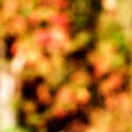 image: Image from the photoset ‘
wood (xx)
’.