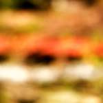 image: Image from the photoset ‘
wood (xx)
’.