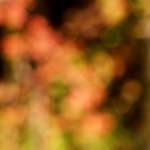 image: Image from the photoset ‘
wood (xx)
’.