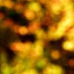 image: Image from the photoset ‘
wood (xx)
’.