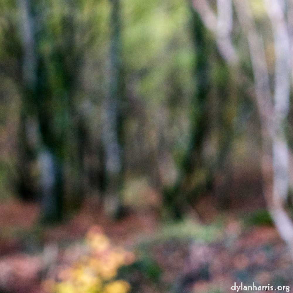 Image: Image 'wood (xxi) 6'