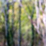 Fourth image from the photoset 'wood (xxi)'.