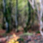 Sixth image from the photoset 'wood (xxi)'.