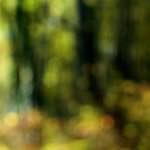 Seventh image from the photoset 'wood (xxi)'.