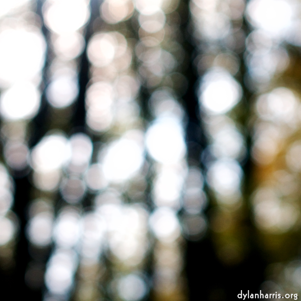 Image: Image 'wood (xxii) 3'