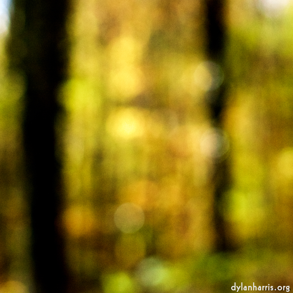 Image 'wood (xxii) 4'