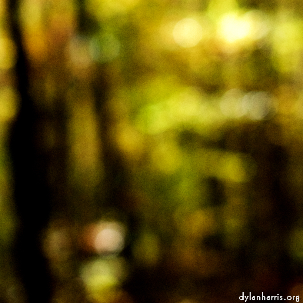 image: Image 'wood (xxiii) 1'