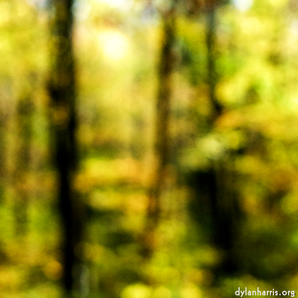 image: Image 'wood (xxiii) 3'