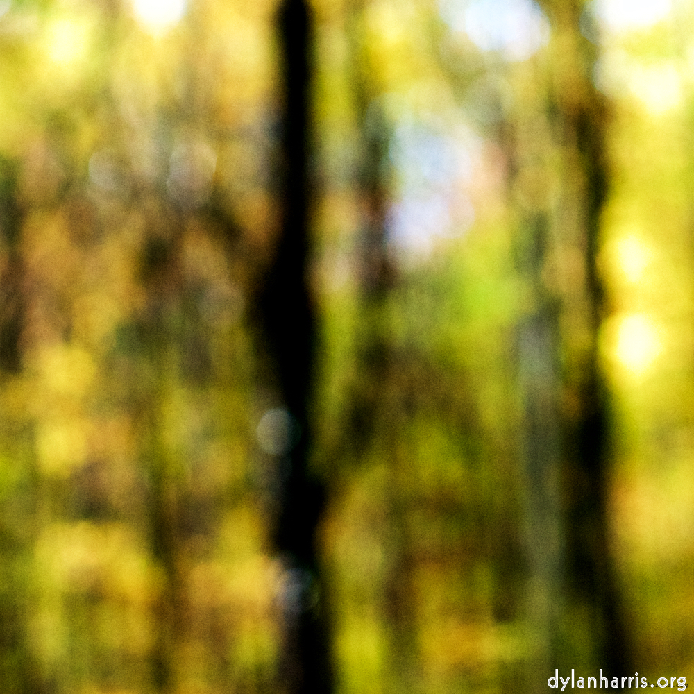 image: This is ‘
wood (xxiii) 7
’.