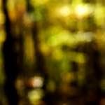 image: Image from the photoset ‘
wood (xxiii)
’.