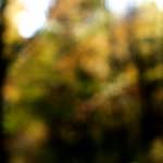 image: Image from the photoset ‘
wood (xxiii)
’.