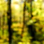 image: Image from the photoset ‘
wood (xxiii)
’.