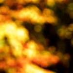 image: Image from the photoset ‘
wood (xxiii)
’.