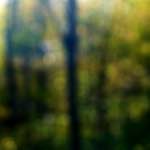 image: Image from the photoset ‘
wood (xxiii)
’.