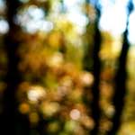 image: Image from the photoset ‘
wood (xxiii)
’.