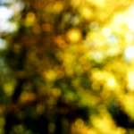 Image: First image from the photoset 'wood (xxiv)'.