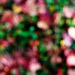 Image: Fourth image from the photoset 'wood (xxiv)'.