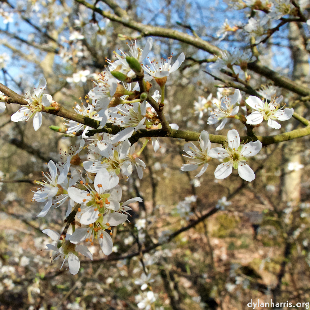 image: This is ‘
escher blummen (cxliii) 1
’.