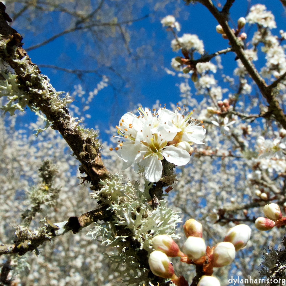 image: This is ‘
escher blummen (cxliii) 2
’.