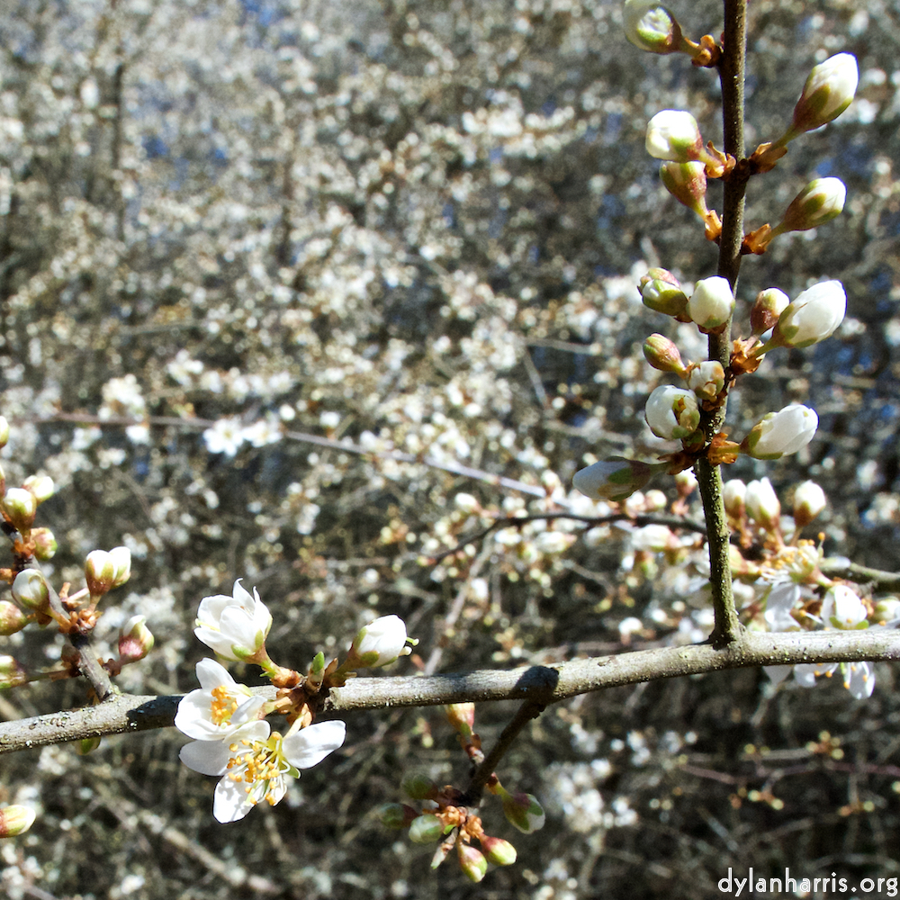 image: This is ‘
escher blummen (cxliii) 3
’.