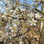 image: Image from the photoset ‘
escher blummen (cxliii)
’.