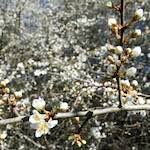 image: Image from the photoset ‘
escher blummen (cxliii)
’.